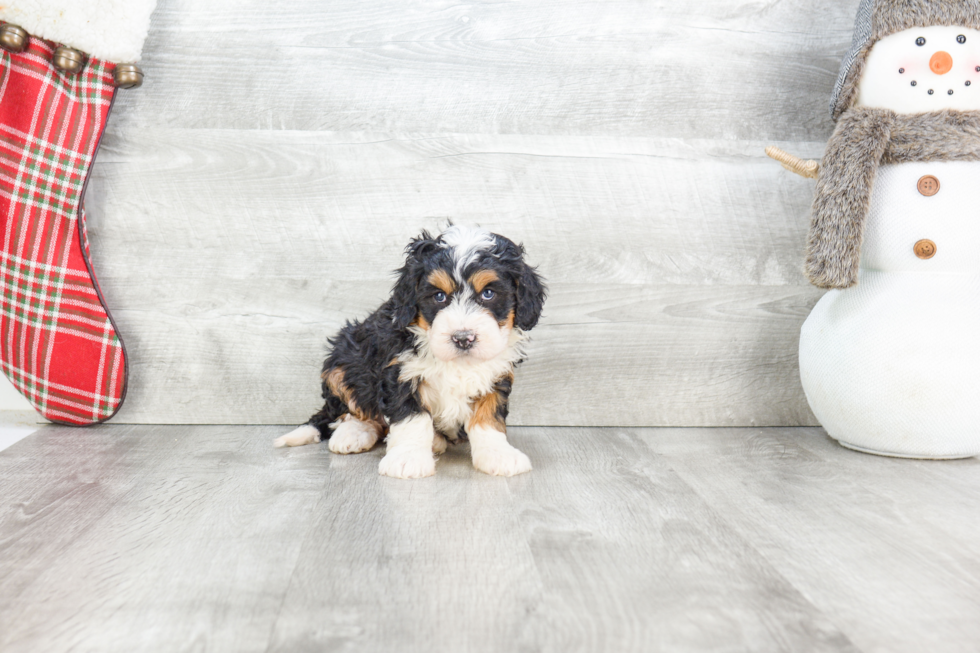 Happy Mini Bernedoodle Baby