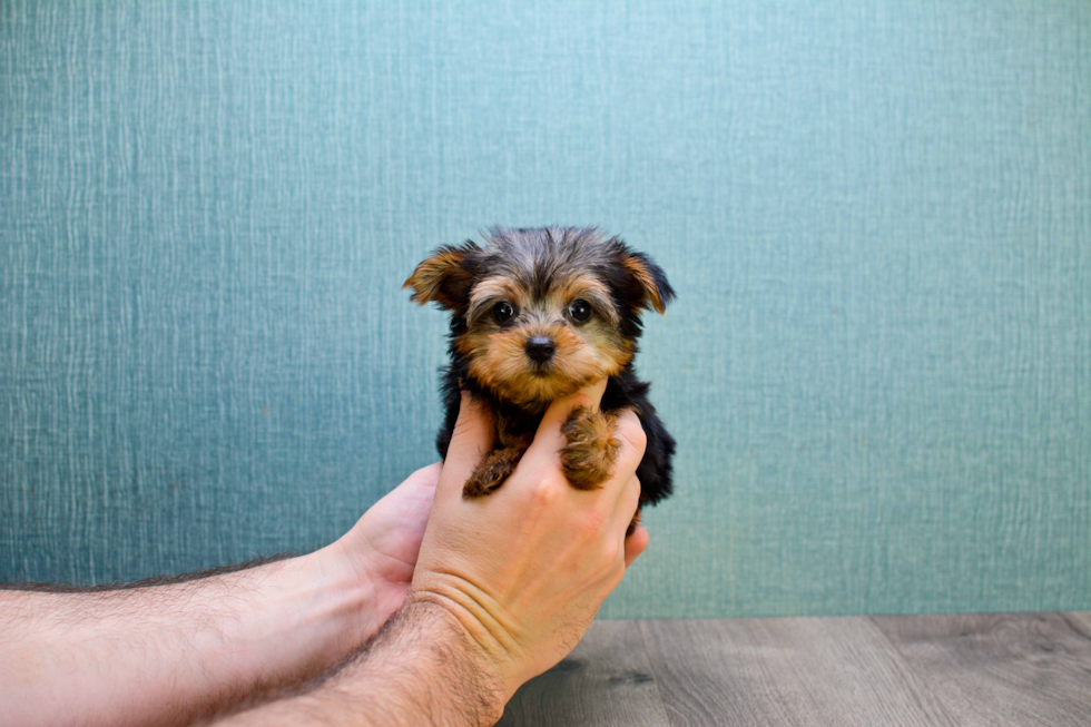 Meet Goldie - our Yorkshire Terrier Puppy Photo 