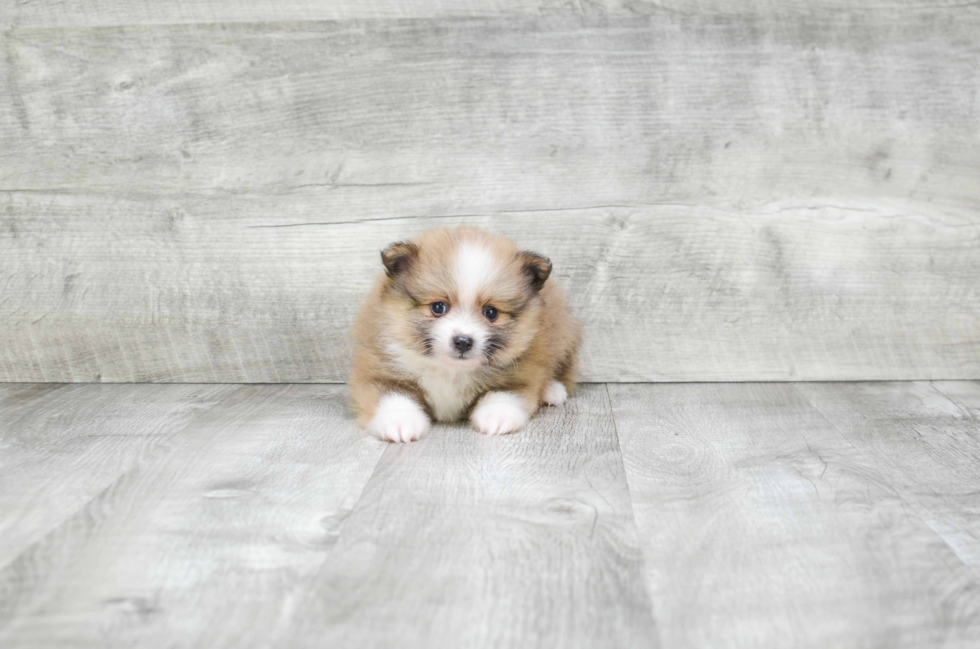 Small Pomeranian Purebred Pup