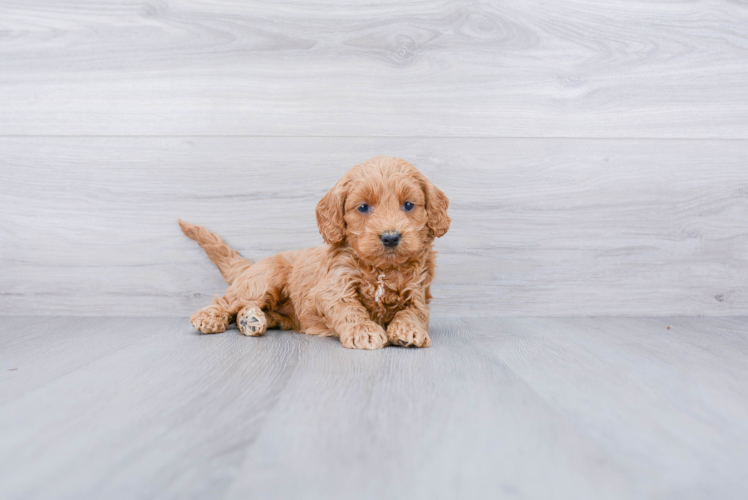 Sweet Cockapoo Baby