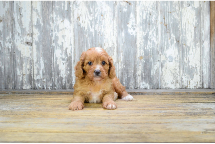 Adorable Cavoodle Poodle Mix Puppy