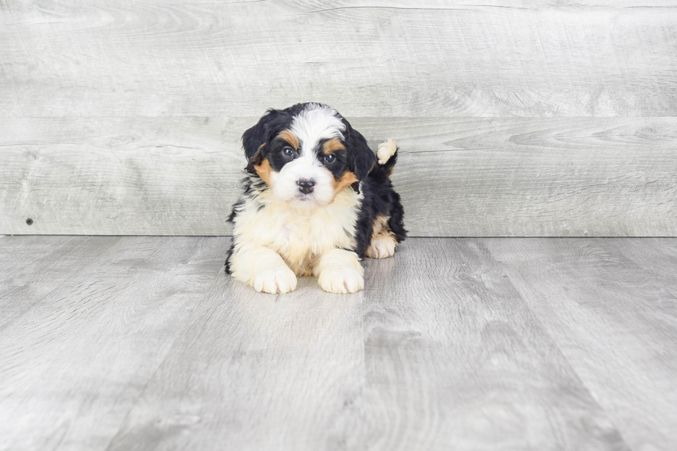 Mini Bernedoodle Puppy for Adoption