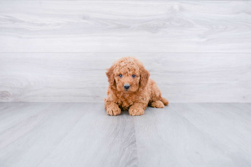 Mini Goldendoodle Puppy for Adoption