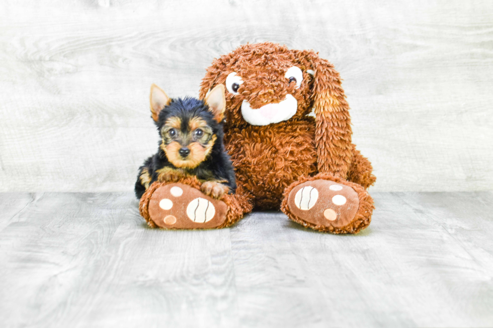 Meet Steph - our Yorkshire Terrier Puppy Photo 