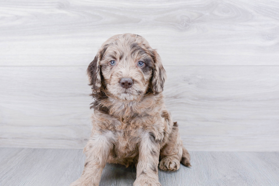 Mini Goldendoodle Pup Being Cute