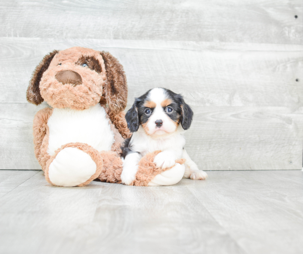 Little Cavalier King Charles Spaniel Purebred Pup