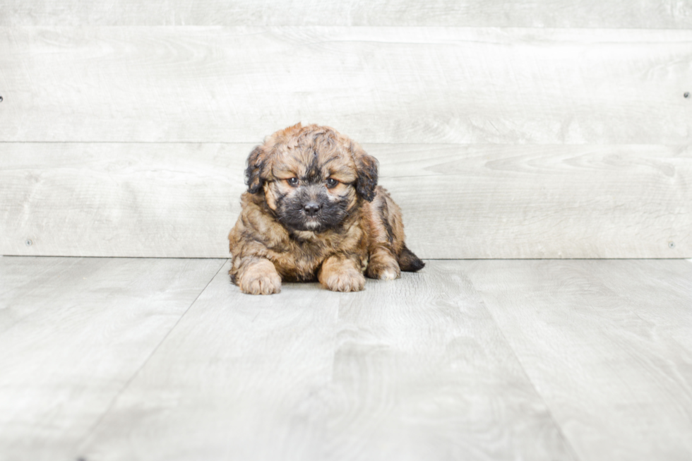 Playful Bernadoodle Poodle Mix Puppy