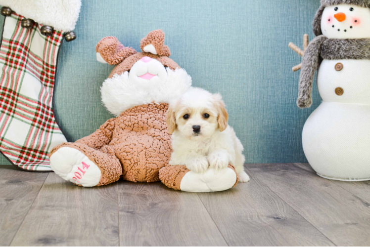 Cavachon Puppy for Adoption