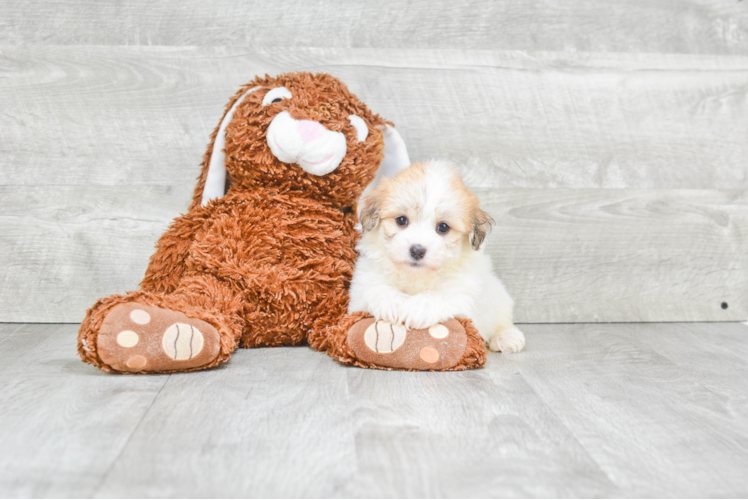 Friendly Havanese Baby