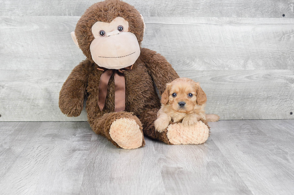 Cavapoo Pup Being Cute