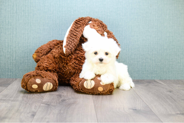 Fluffy Maltese Purebred Puppy