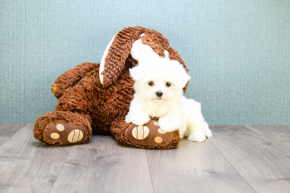 Fluffy Maltese Purebred Puppy