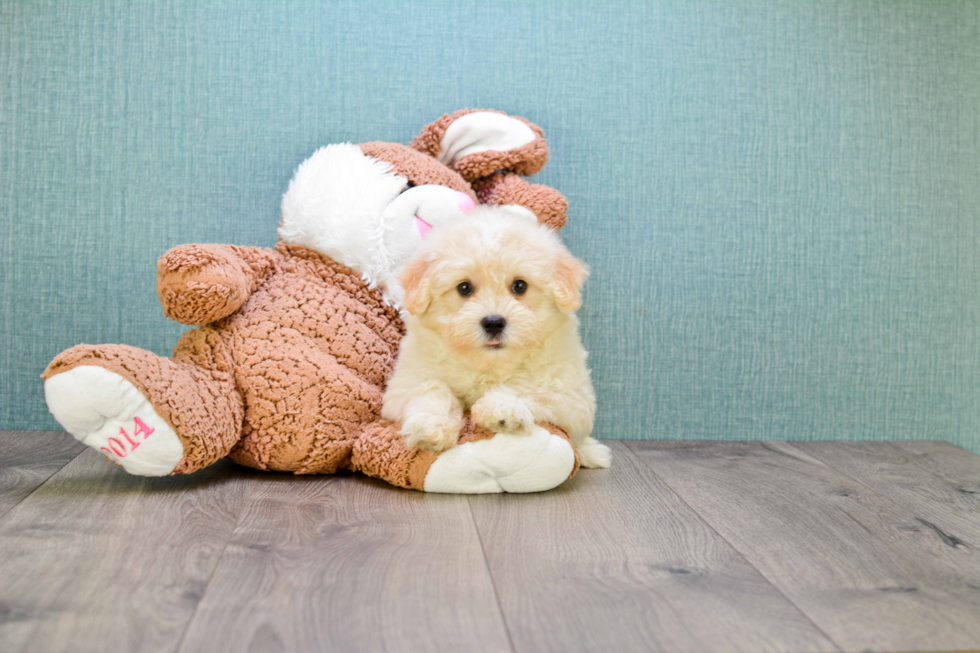 Havanese Puppy for Adoption