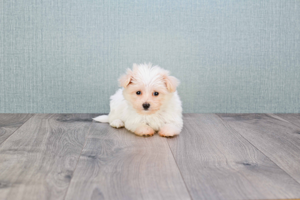 Best Havanese Baby