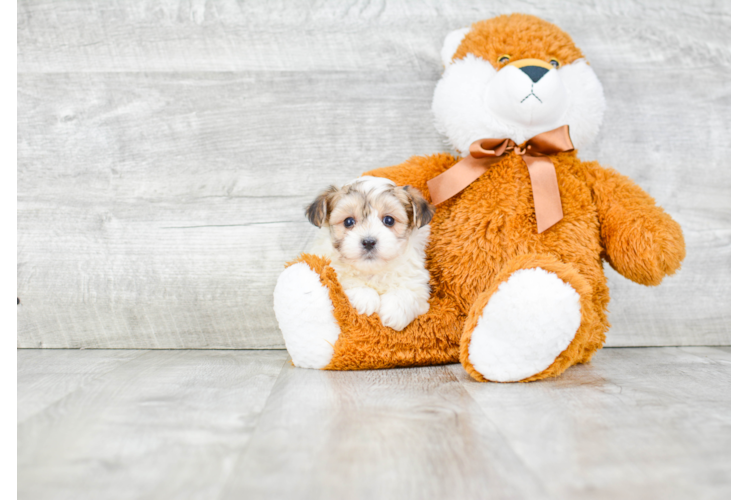 Adorable Yorkie Designer Puppy