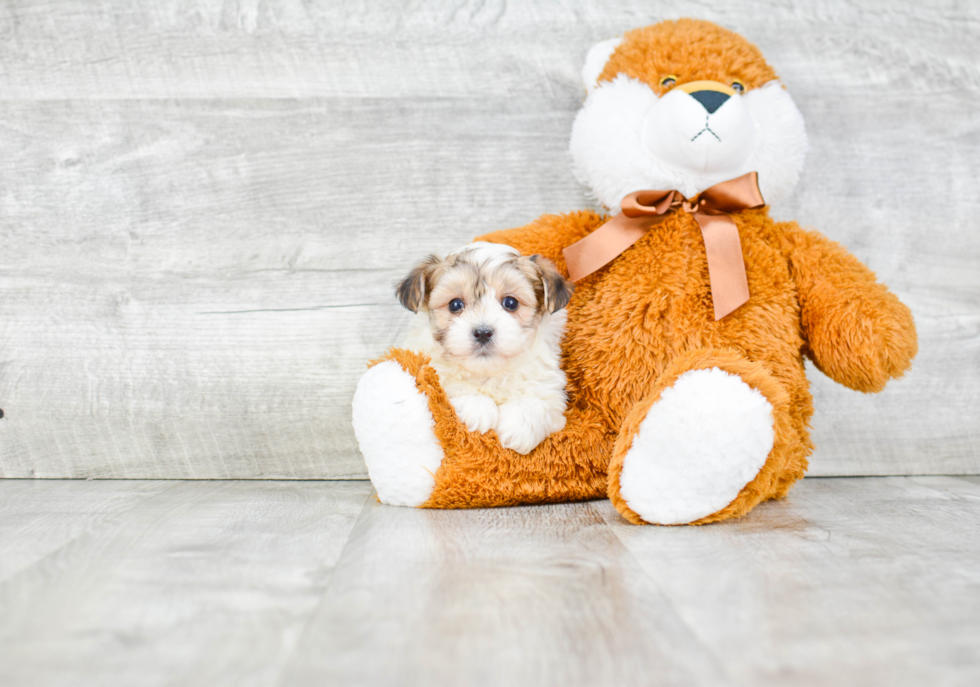 Adorable Yorkie Designer Puppy