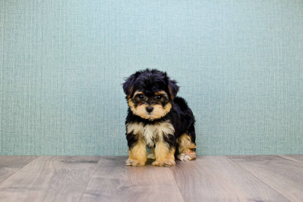 Morkie Pup Being Cute