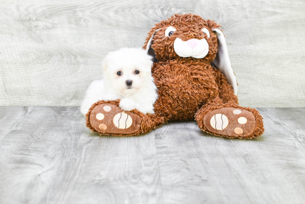 Maltese Pup Being Cute