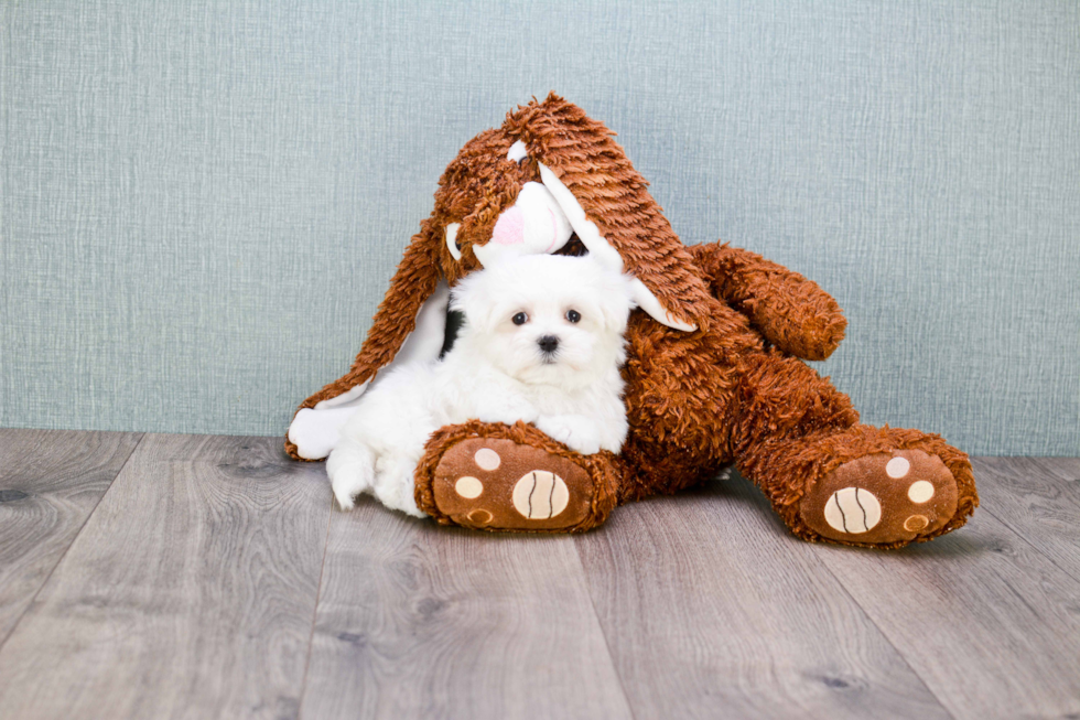 Maltese Pup Being Cute