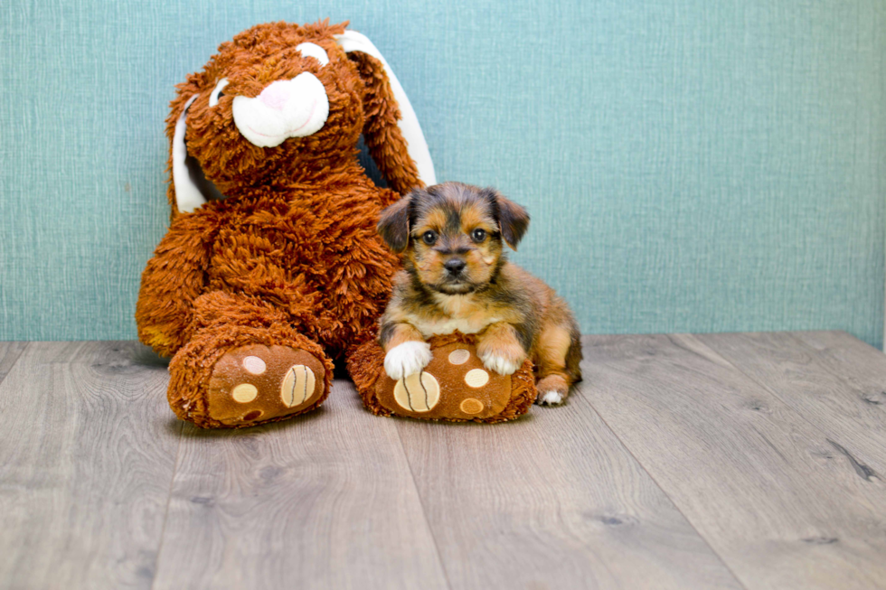 Fluffy Morkie Designer Pup