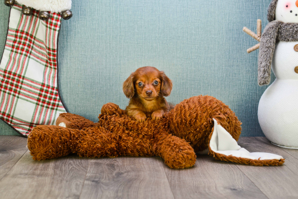 Cute Dachshund Purebred Pup