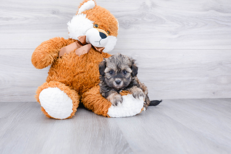 Teddy Bear Puppy for Adoption