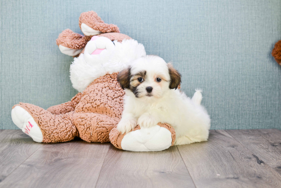 Teddy Bear Pup Being Cute