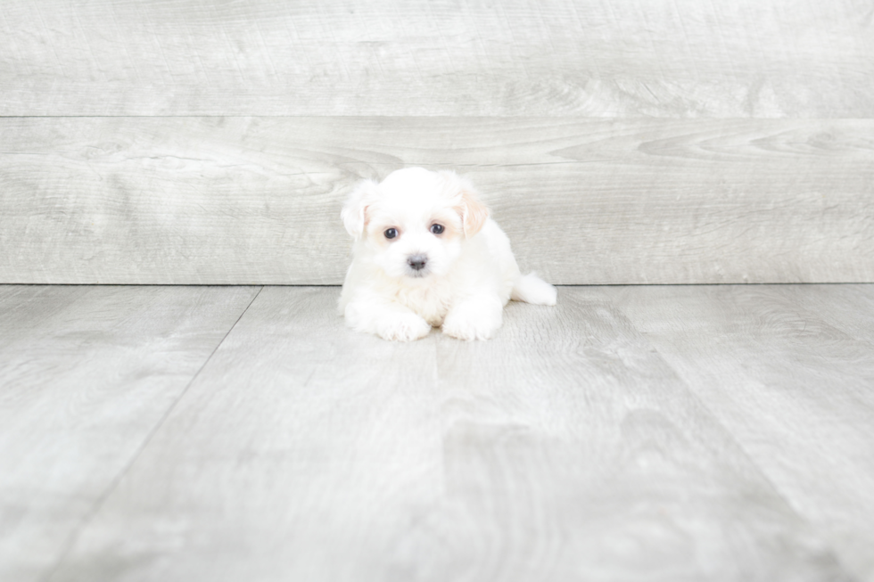 Best Maltipoo Baby