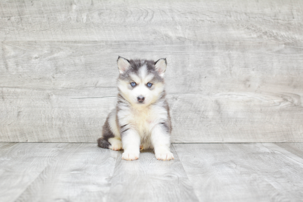 Best Pomsky Baby