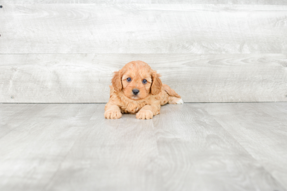 Funny Cavapoo Poodle Mix Pup