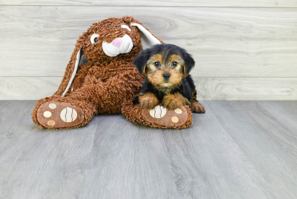 Meet Snickers - our Yorkshire Terrier Puppy Photo 