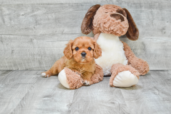 Cavalier King Charles Spaniel Puppy for Adoption