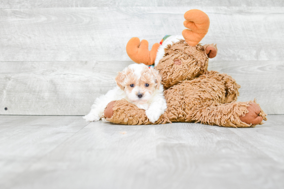 Energetic Maltepoo Poodle Mix Puppy