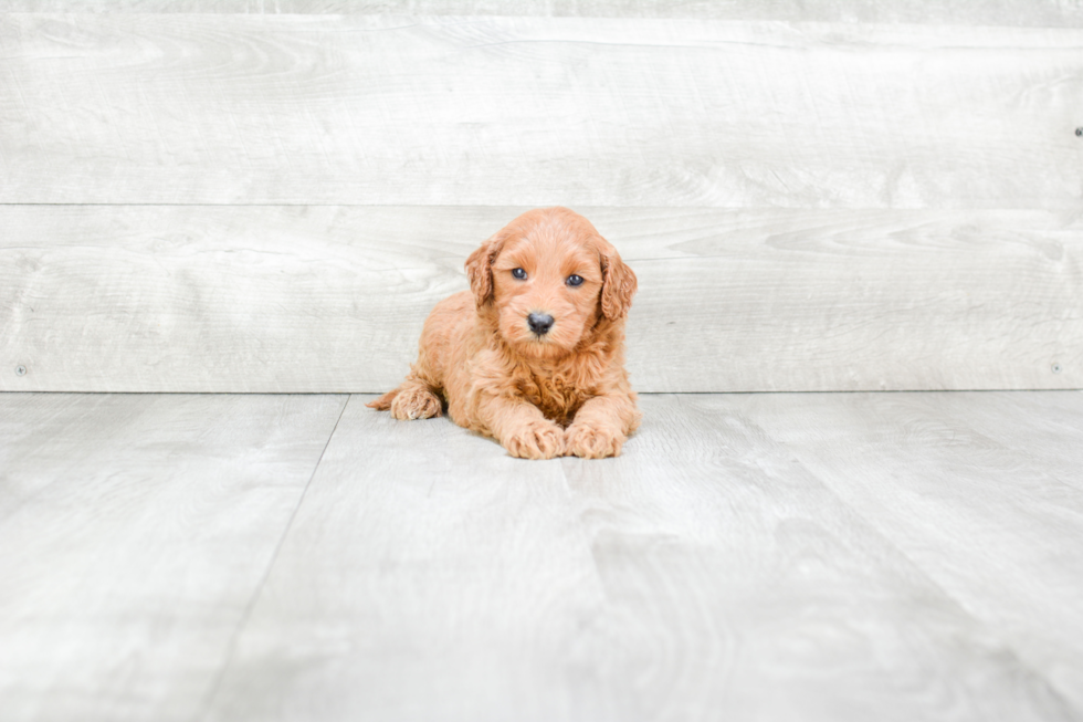 Funny Mini Goldendoodle Poodle Mix Pup