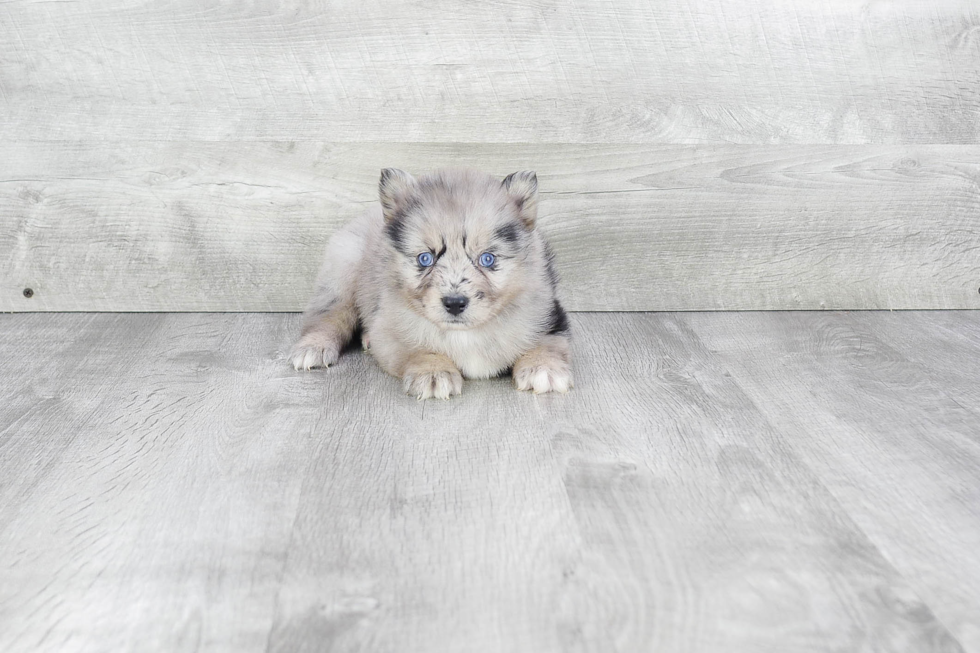 Funny Pomsky Designer Pup