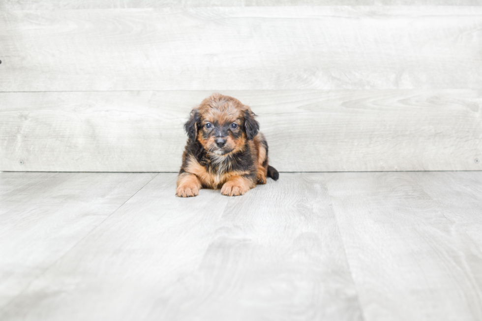 Mini Bernedoodle Puppy for Adoption