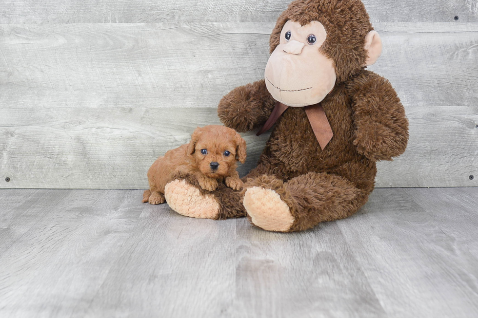 Energetic Cavoodle Poodle Mix Puppy