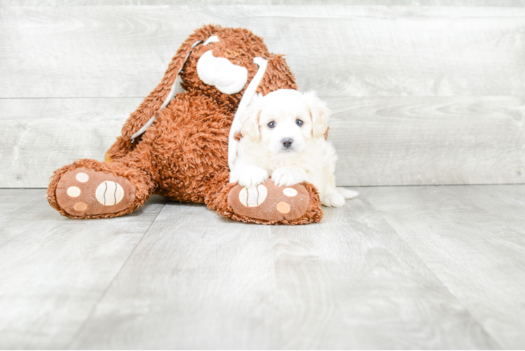 Cavapoo Puppy for Adoption