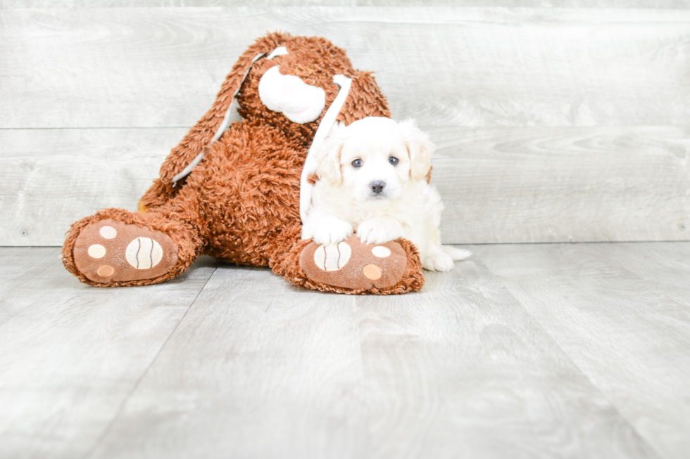 Cavapoo Puppy for Adoption