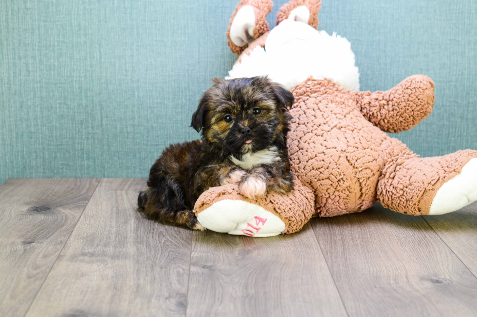 Shorkie Pup Being Cute