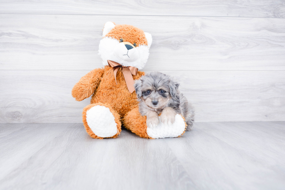 Cute Mini Aussiedoodle Baby