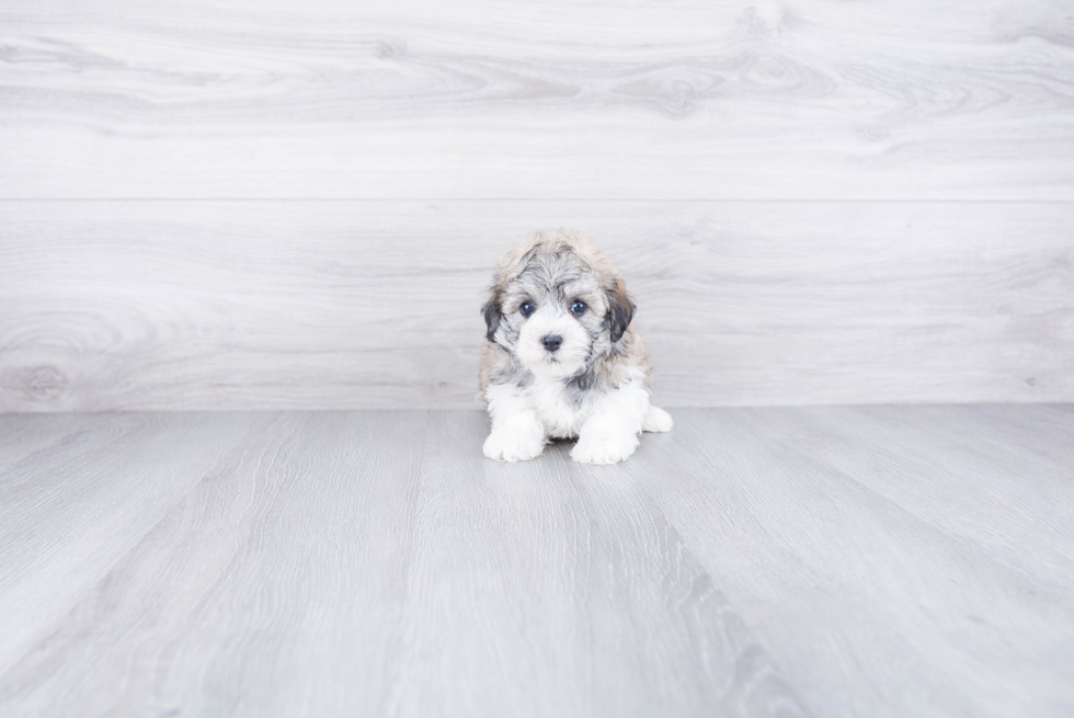 Friendly Havanese Baby