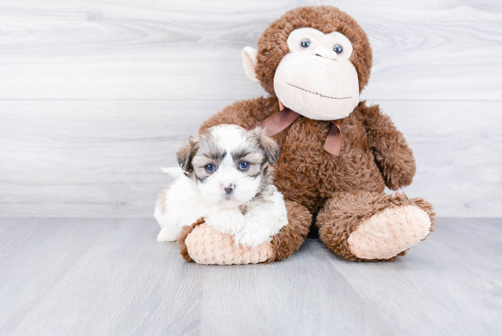 Teddy Bear Pup Being Cute