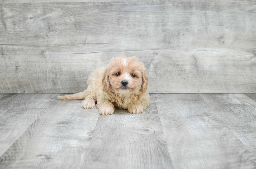 Best Cavapoo Baby