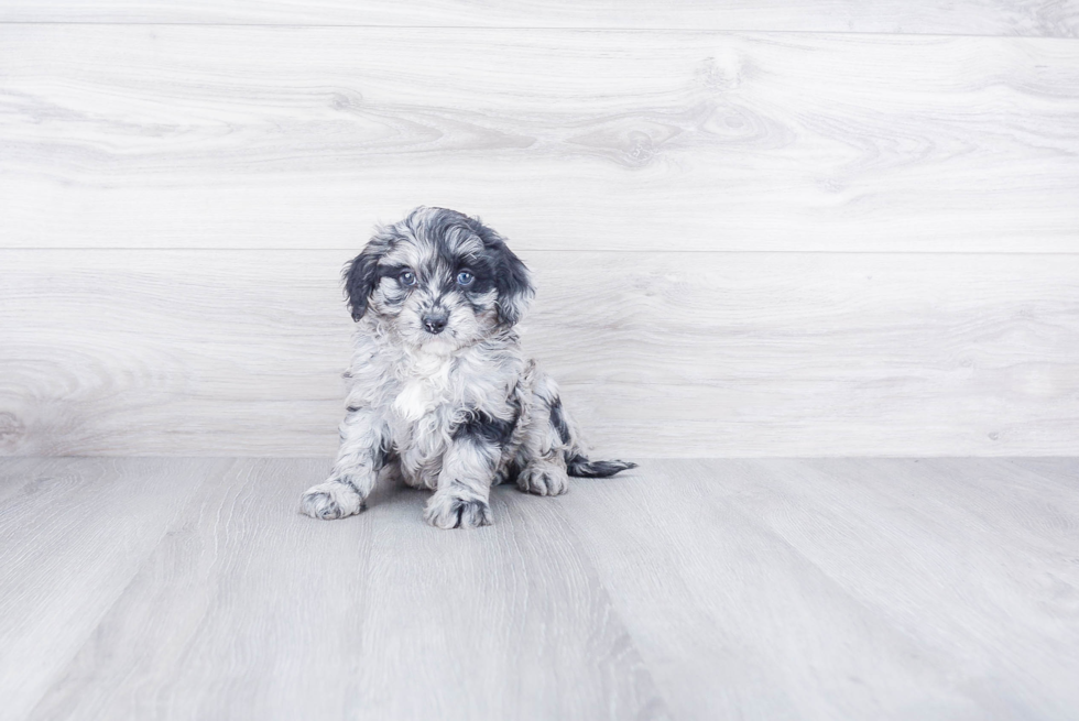 Small Mini Goldendoodle Baby