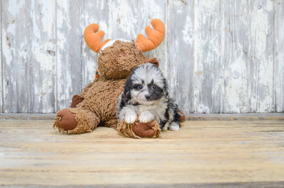 Energetic Aussiepoo Poodle Mix Puppy