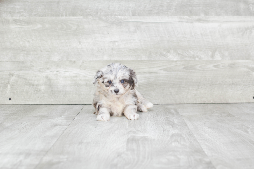 Small Mini Aussiedoodle Baby