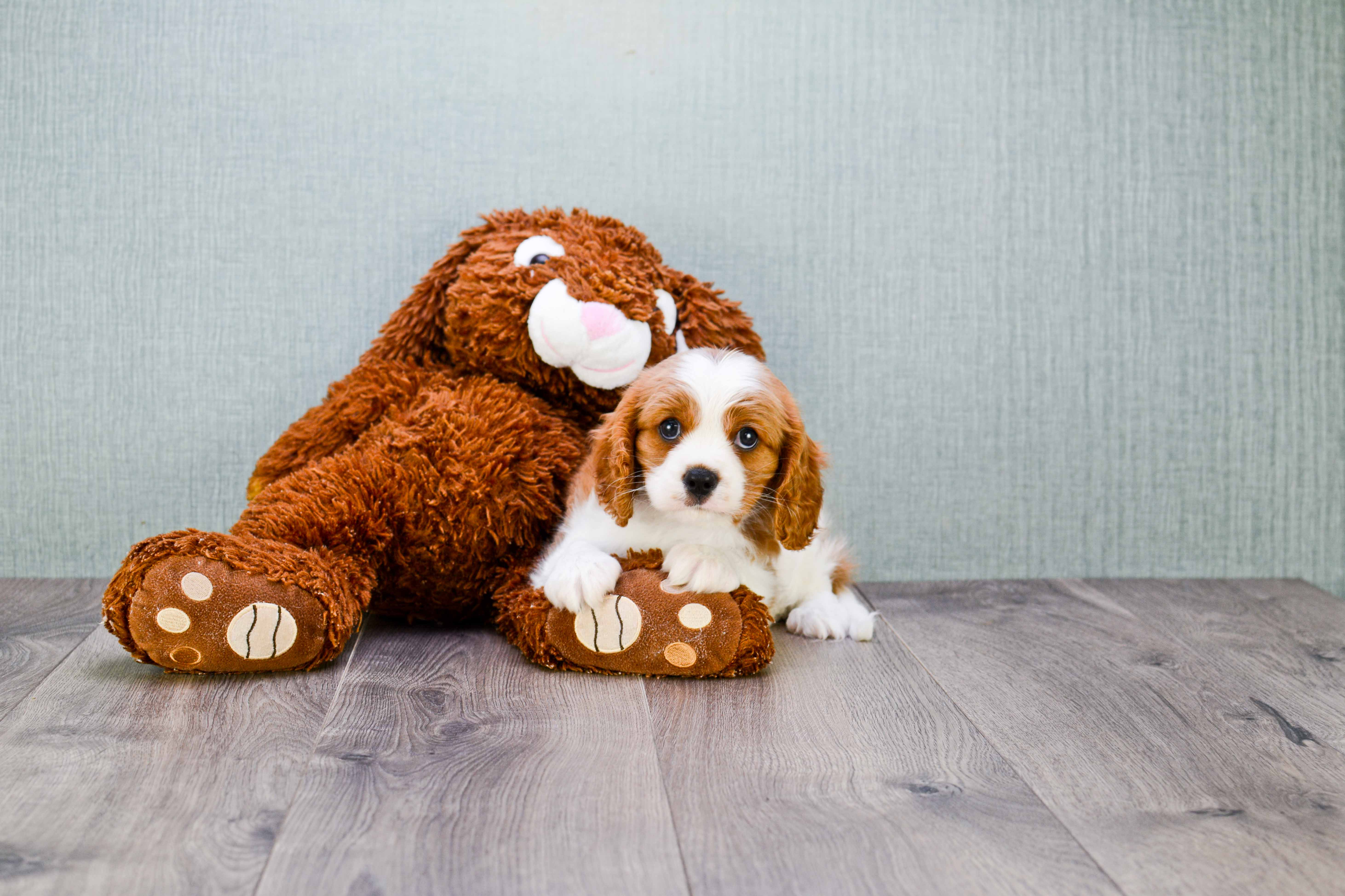 Cavalier King Charles Spaniel Pup Being Cute