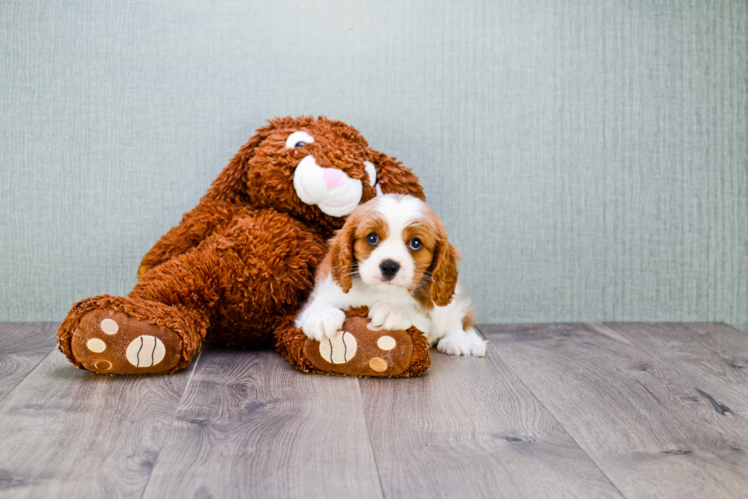 Cavalier King Charles Spaniel Pup Being Cute