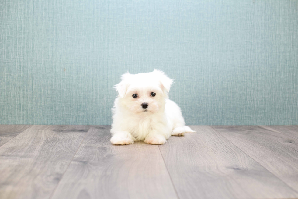 Maltese Pup Being Cute